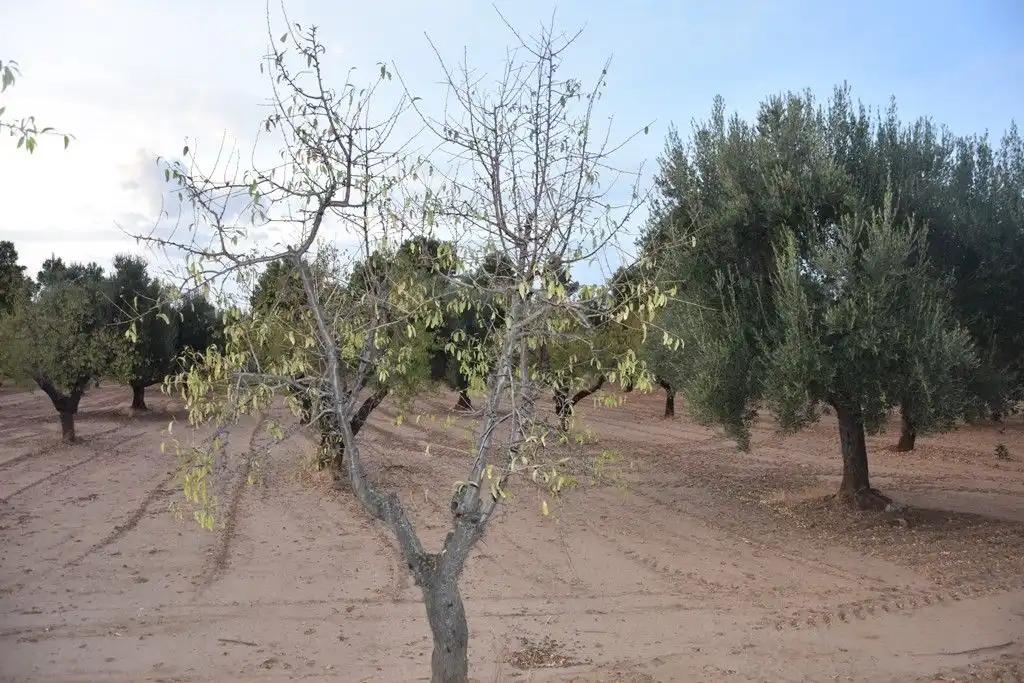 Finca en Venta en Valderrobres