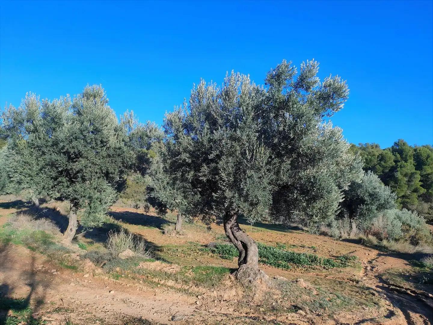 Finca en Venta en La Fresneda