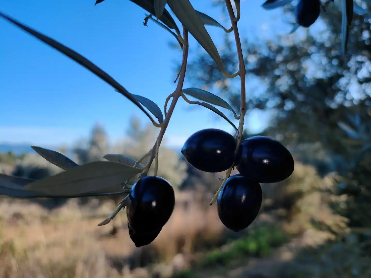 Finca en Venta en La Fresneda