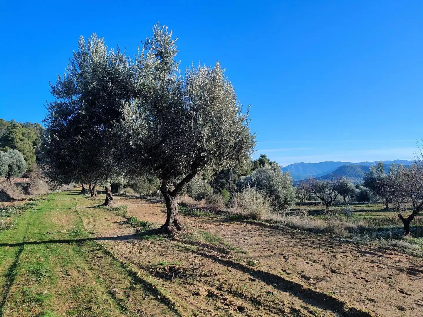 Finca en Venta en La Fresneda