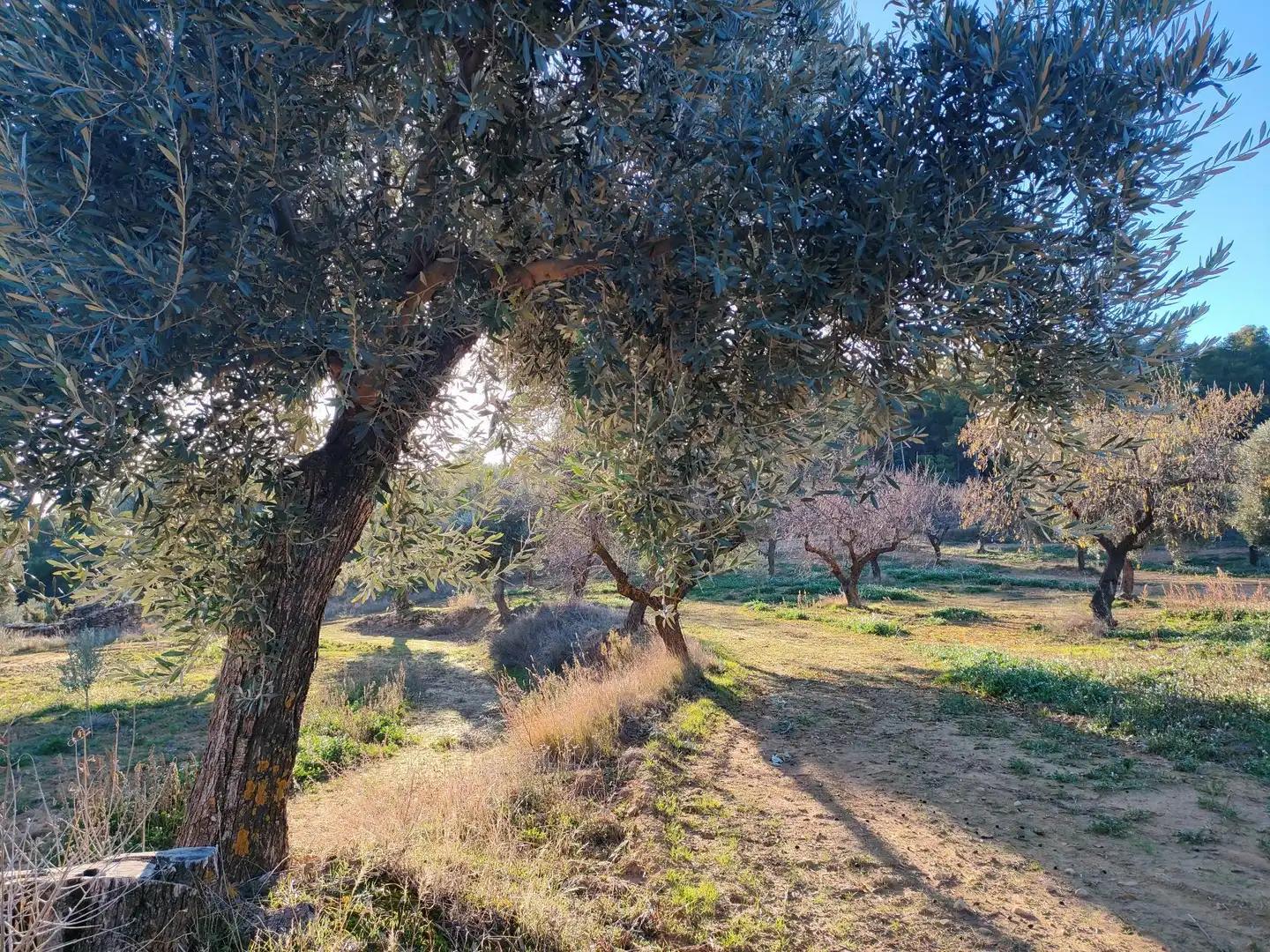 Finca en Venta en La Fresneda