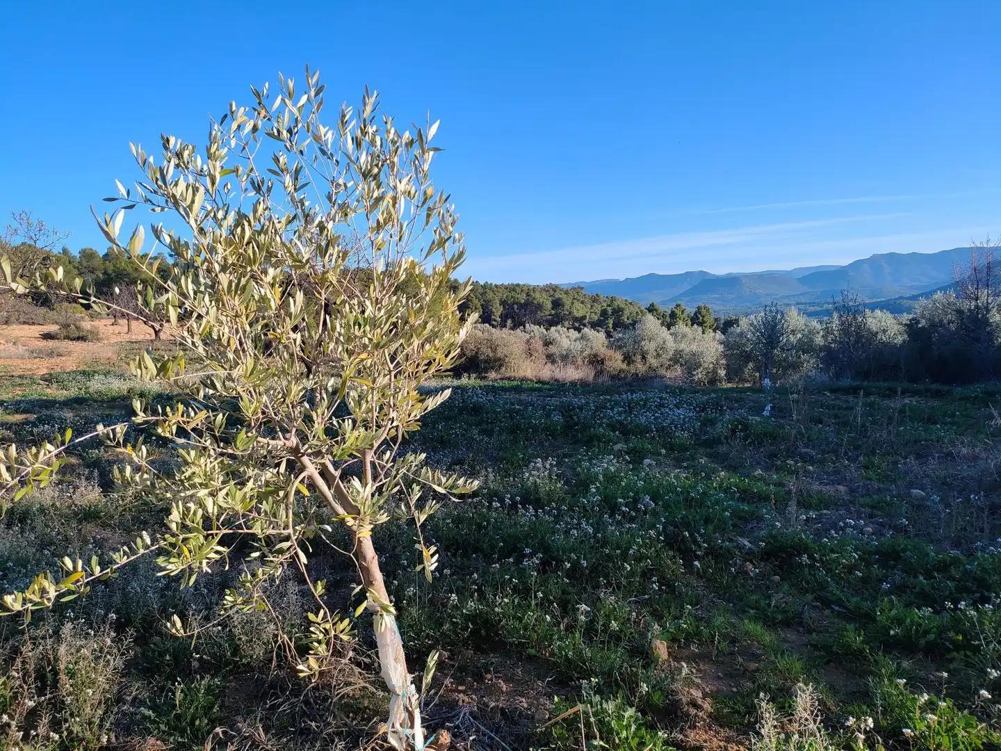 Finca en Venta en La Fresneda