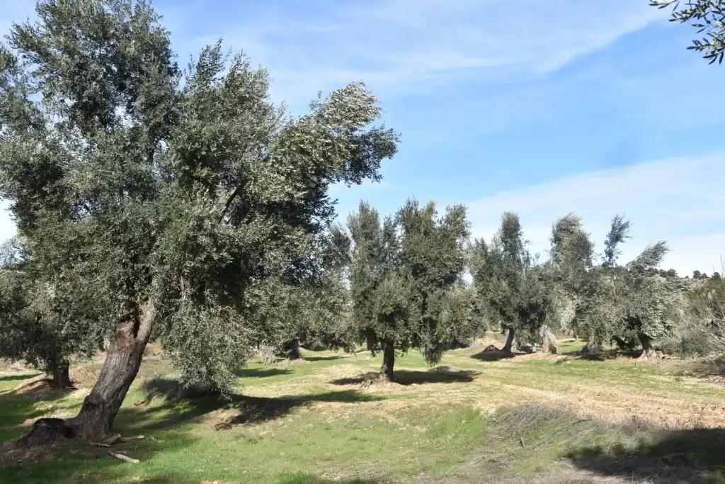 Finca en Venta en Mazaleón