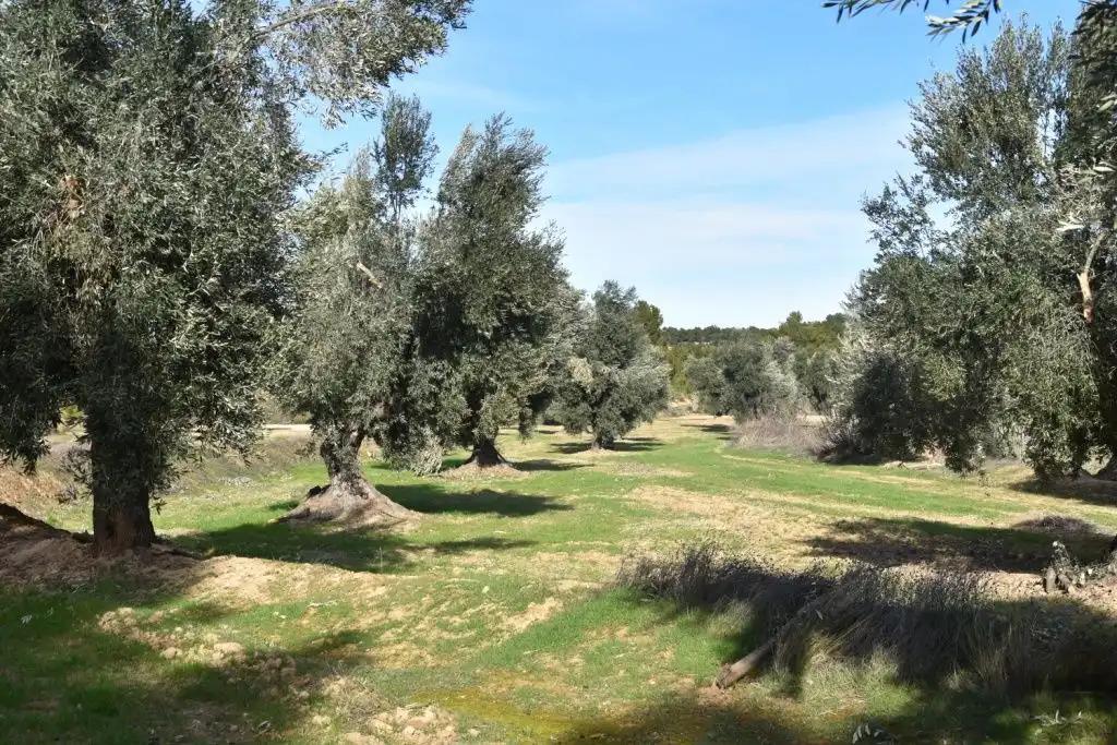 Finca en Venta en Mazaleón