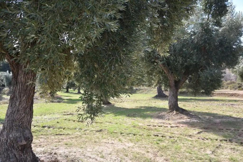 Finca en Venta en Mazaleón