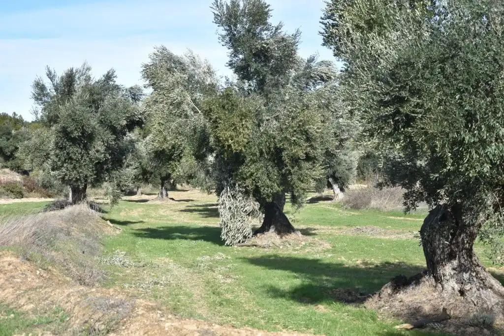Finca en Venta en Mazaleón