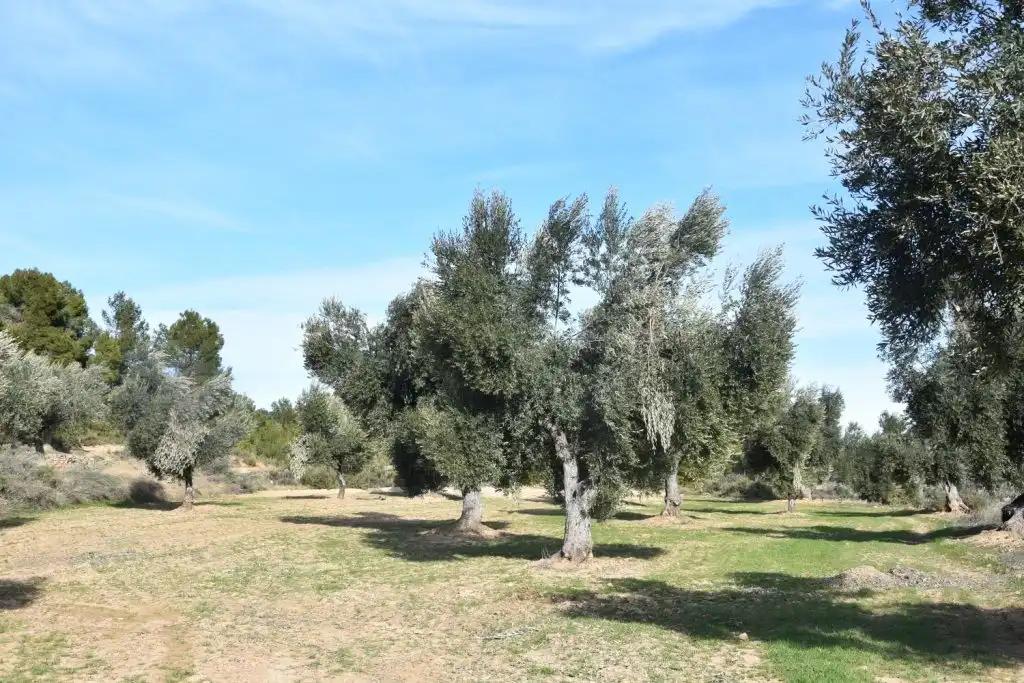 Finca en Venta en Mazaleón