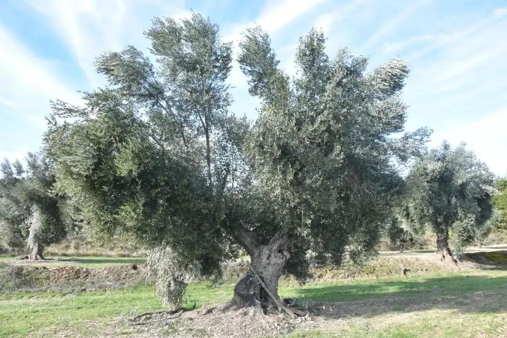 Finca en Venta en Mazaleón