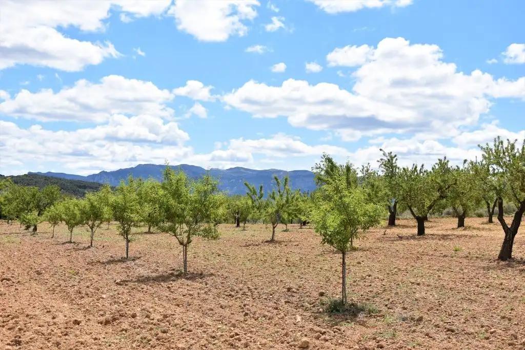 Finca en Venta en Arens de Lledó