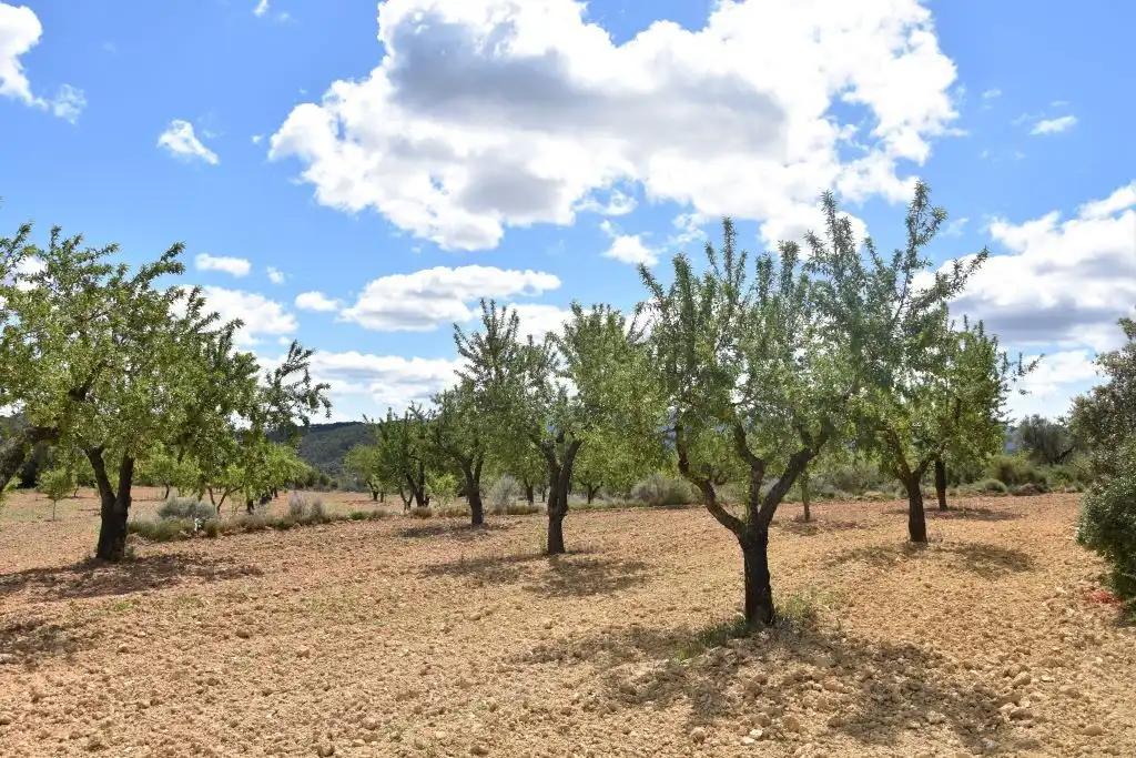 Finca en Venta en Arens de Lledó