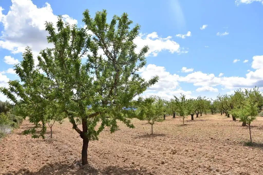 Finca en Venta en Arens de Lledó