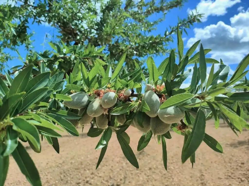 Finca en Venta en Arens de Lledó