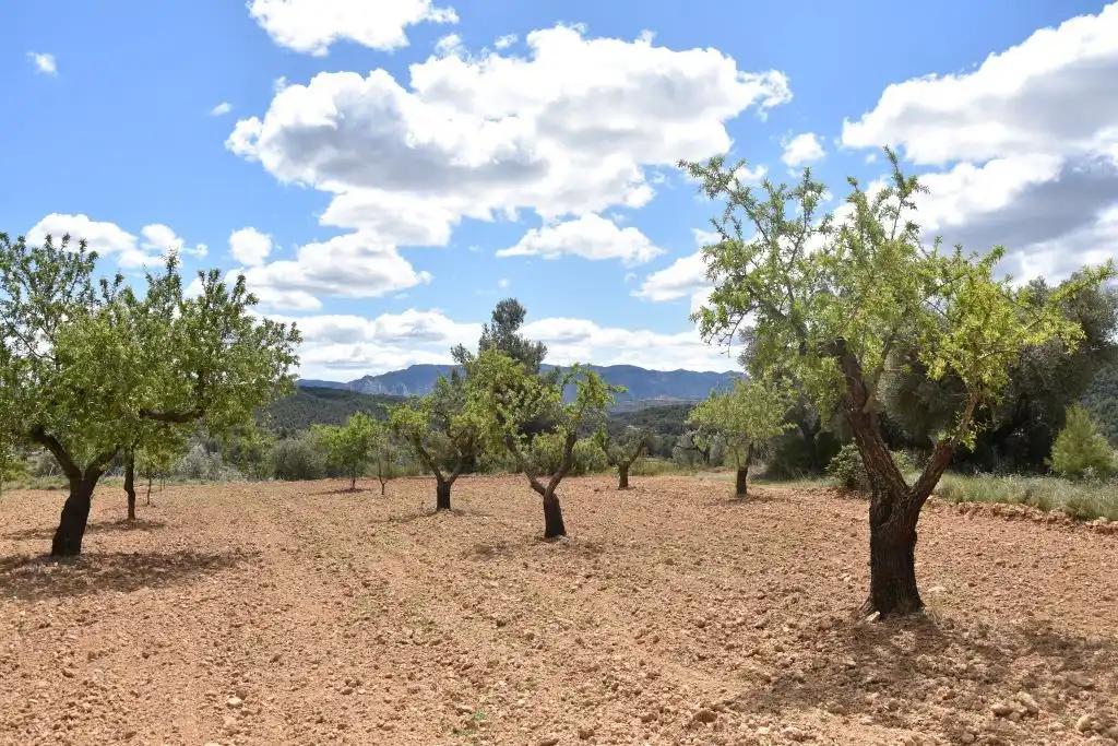 Finca en Venta en Arens de Lledó