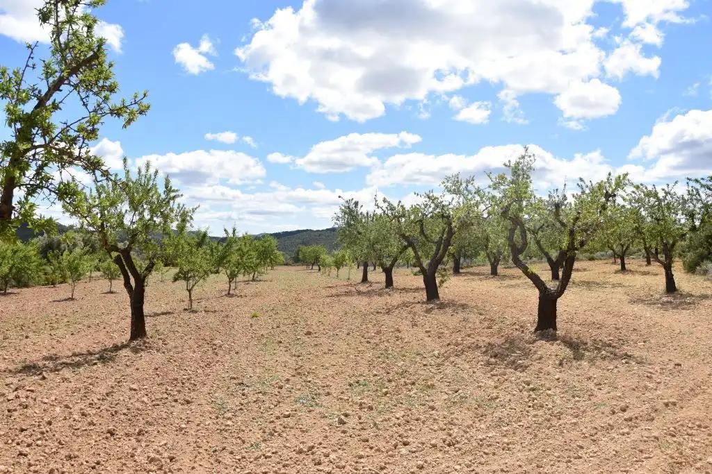 Finca en Venta en Arens de Lledó