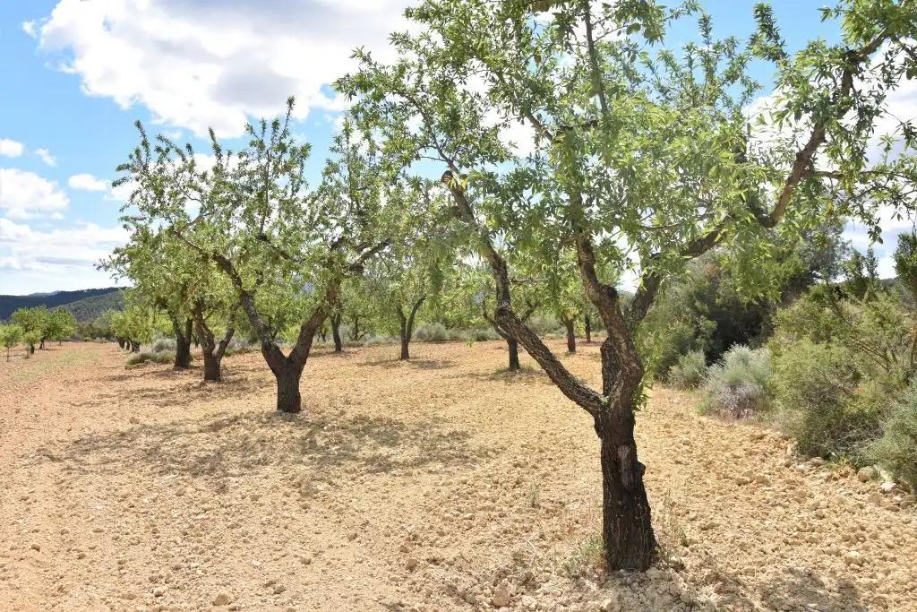 Finca en Venta en Arens de Lledó