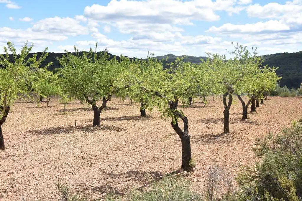 Finca en Venta en Arens de Lledó