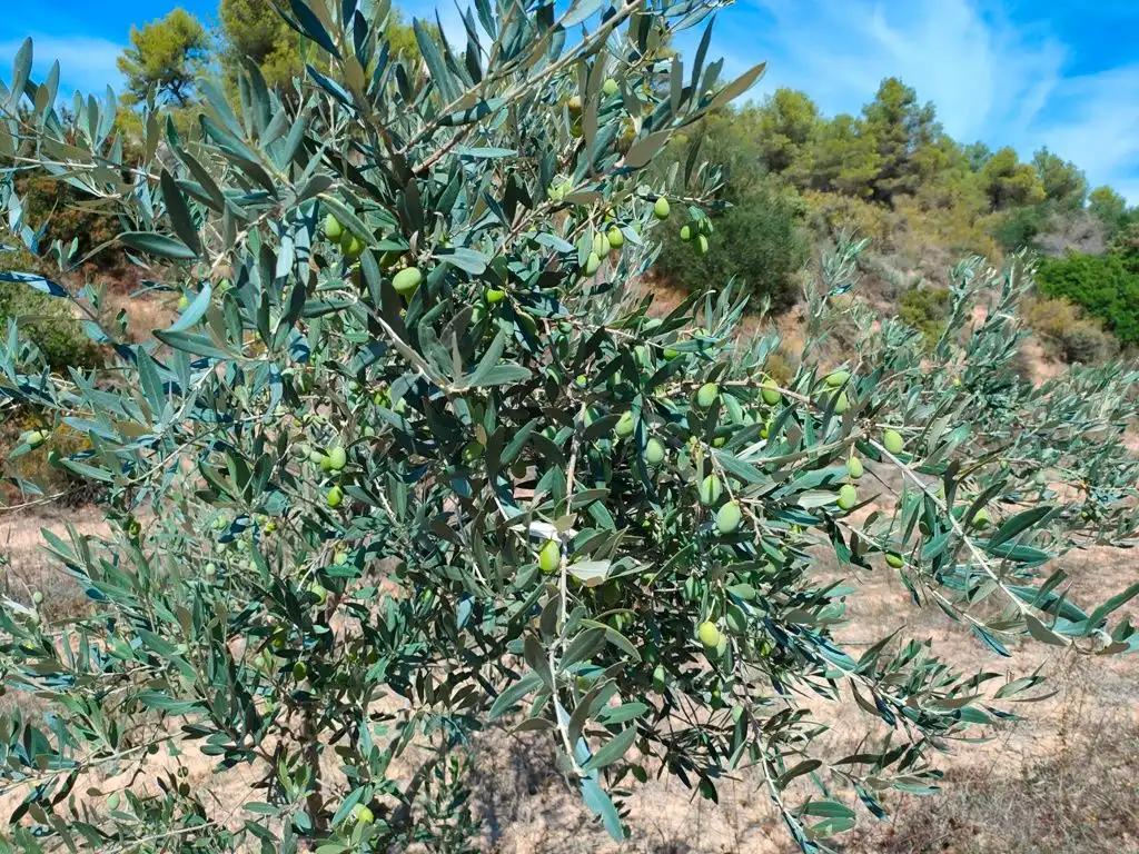 Finca en Venta en Horta de Sant Joan