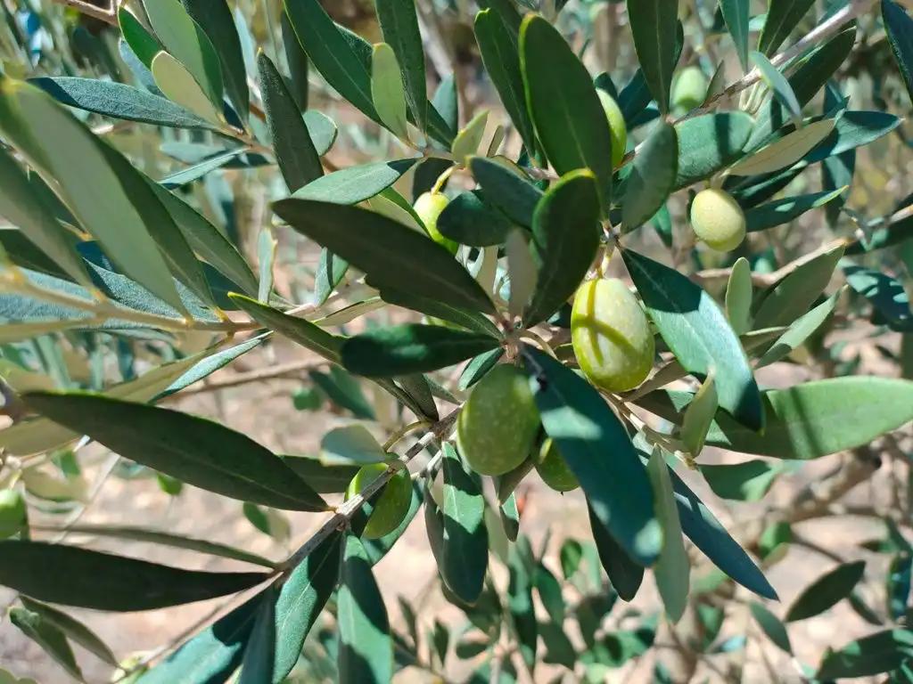 Finca en Venta en Horta de Sant Joan