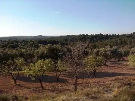 Finca en Venta en Calaceite
