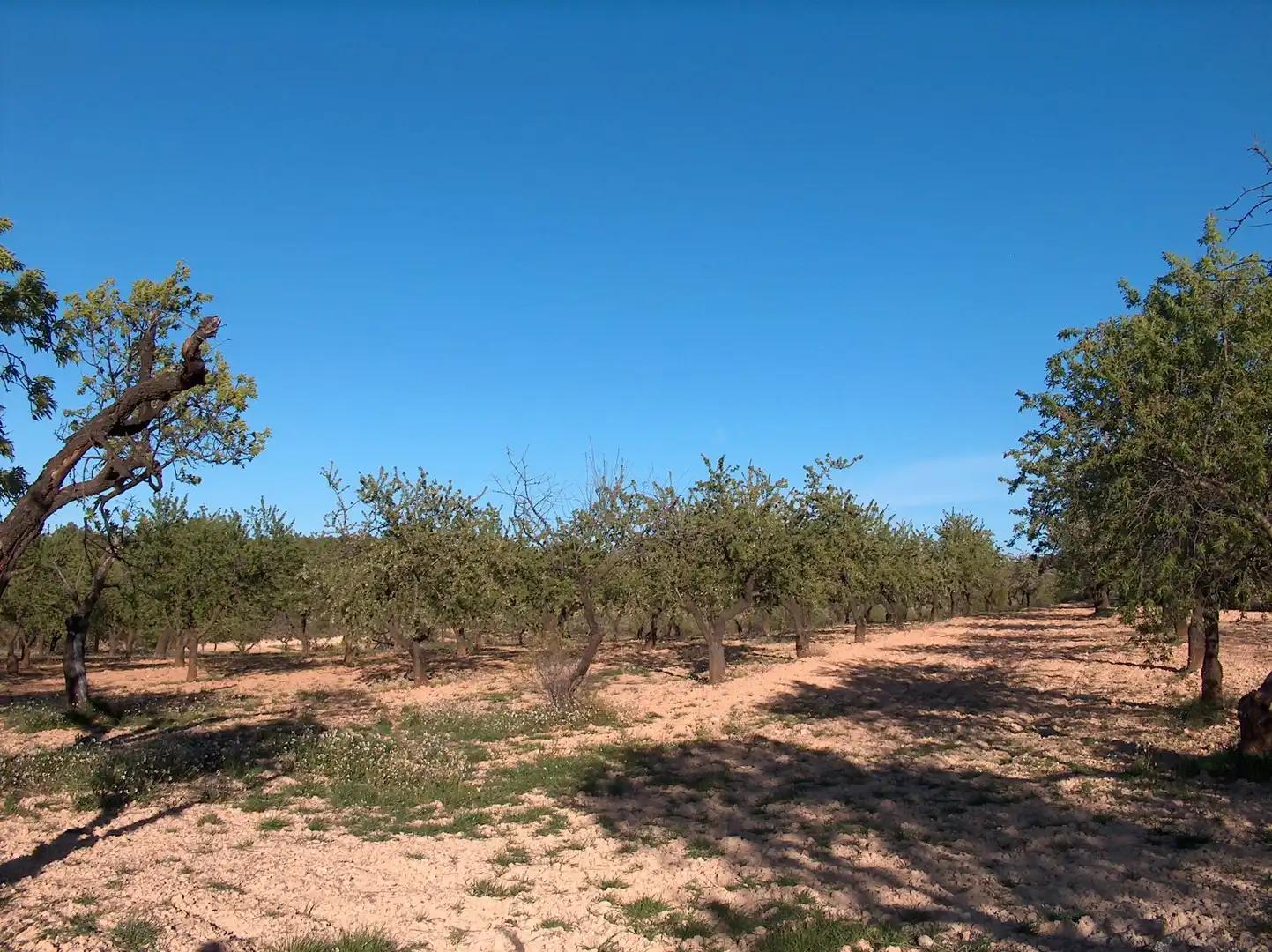 Finca en Venta en Calaceite