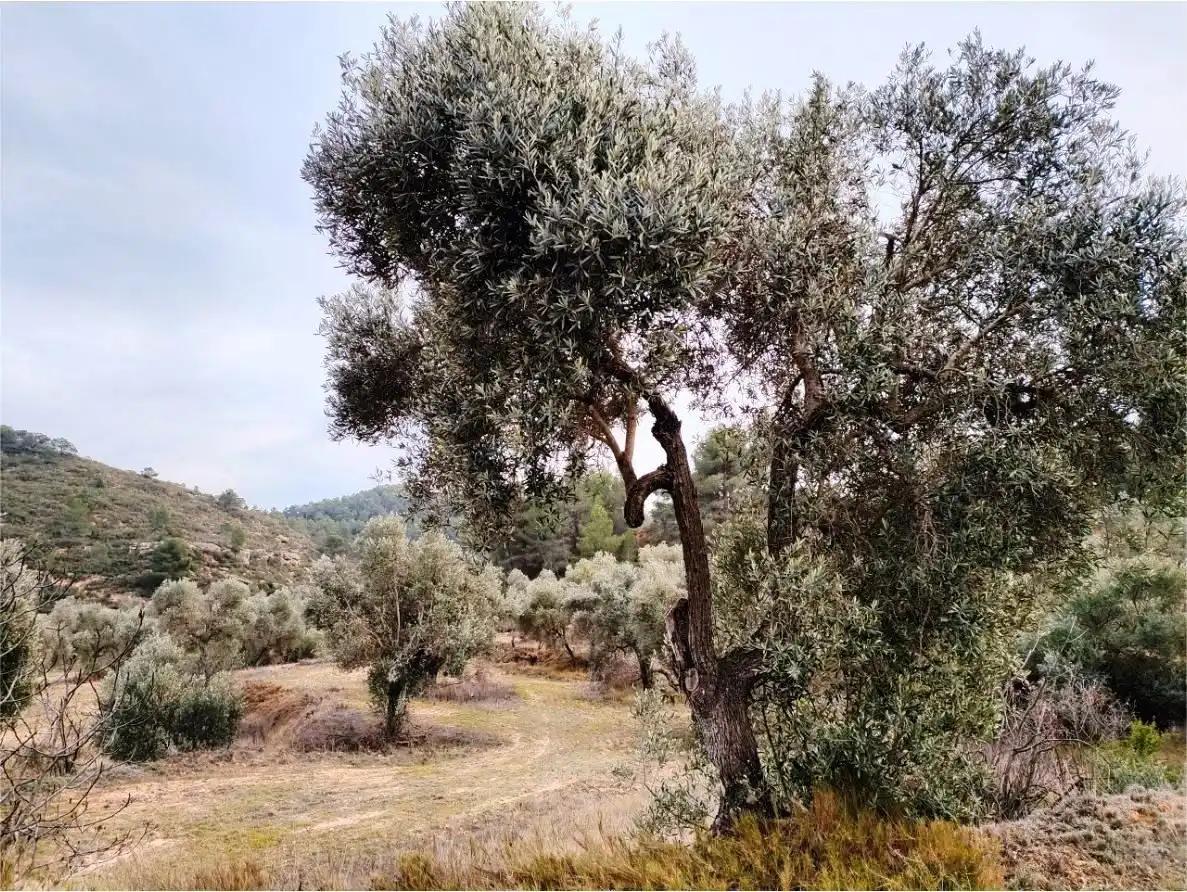 Finca en Venta en Calaceite