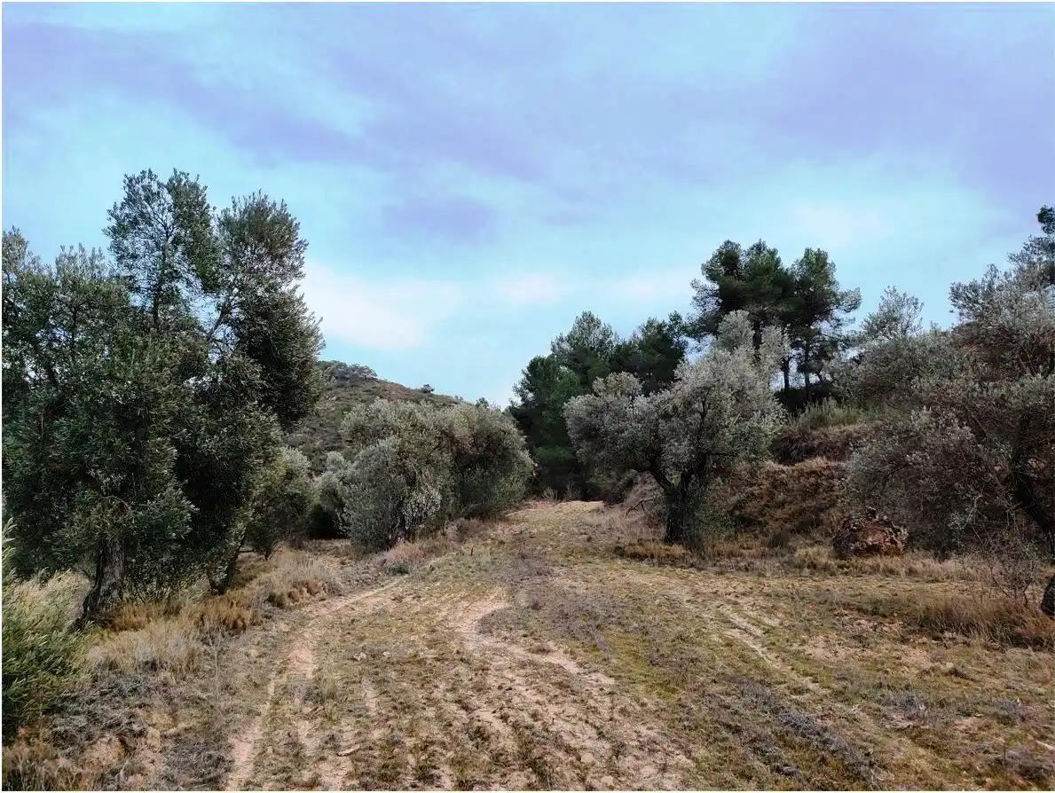 Finca en Venta en Calaceite