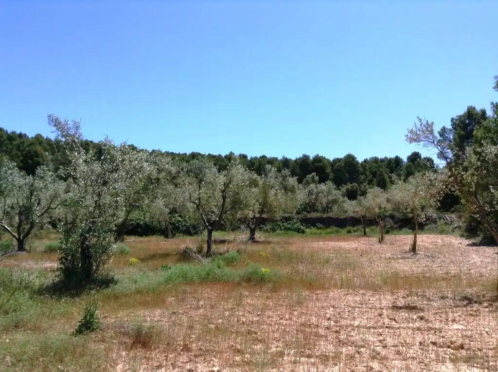 Finca en Venta en Arens de Lledó