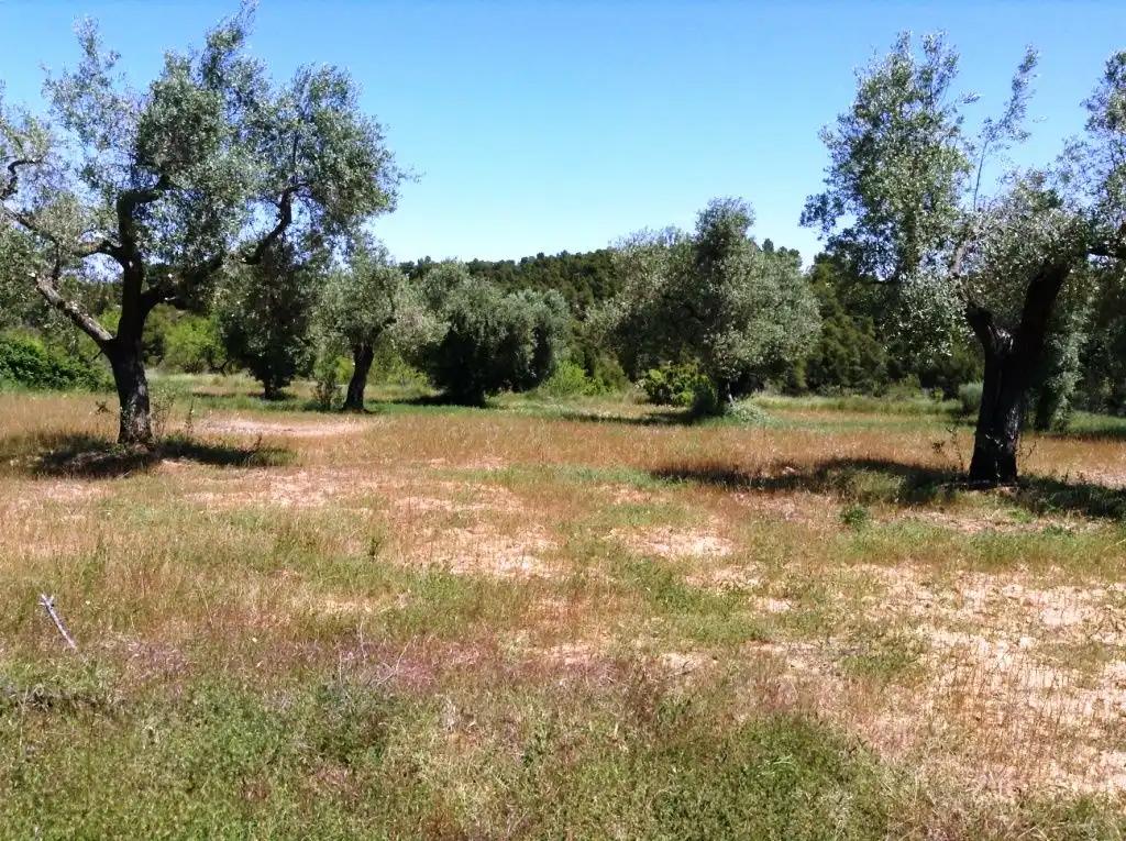 Finca en Venta en Arens de Lledó