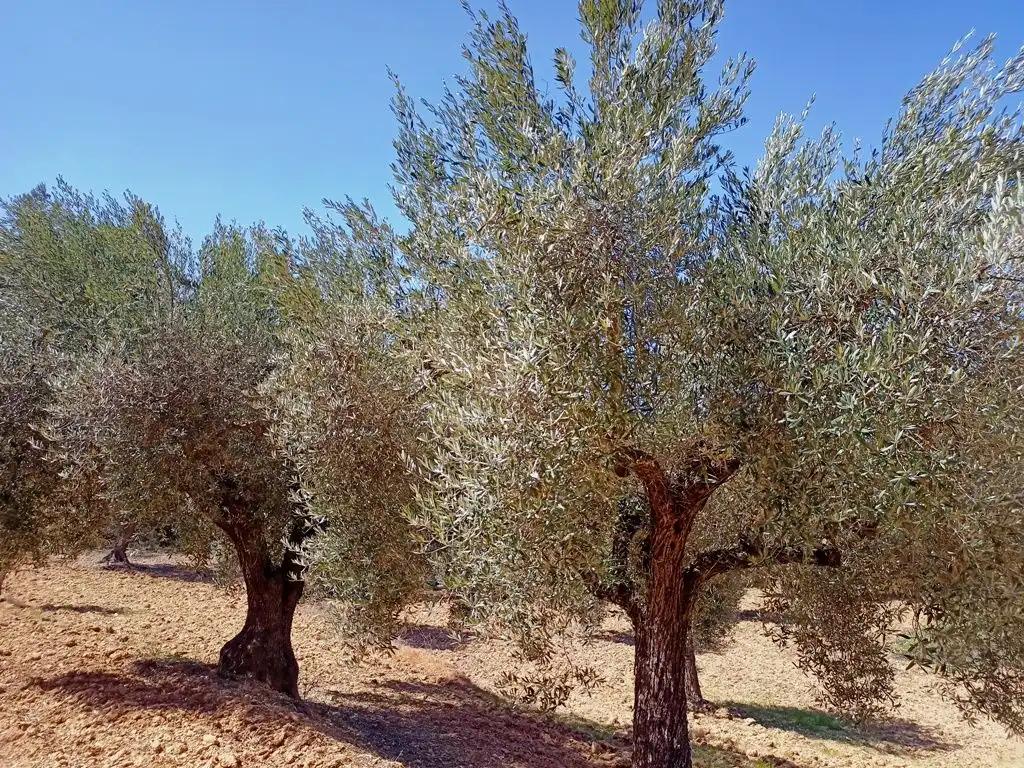 Finca en Venta en Cretas