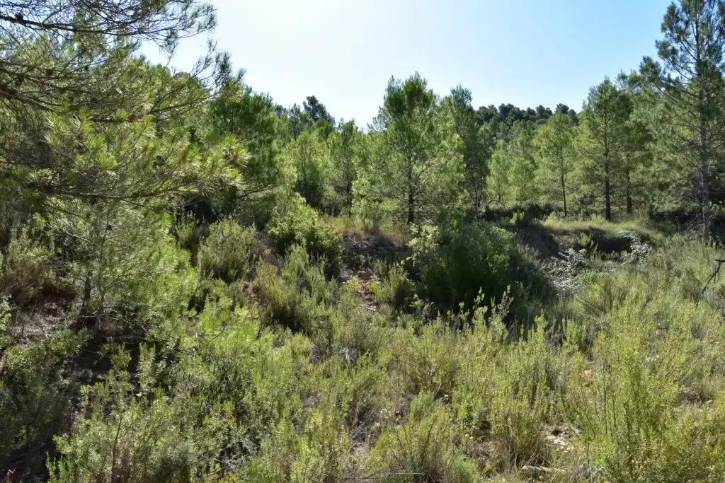 Finca en Venta en Valderrobres