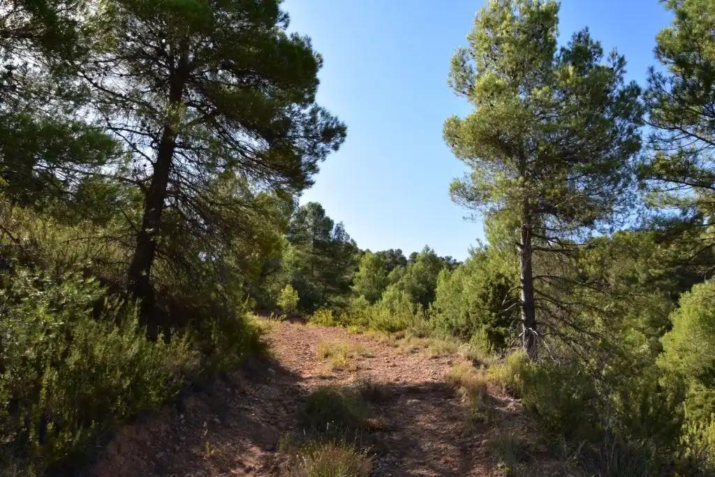 Finca en Venta en Valderrobres