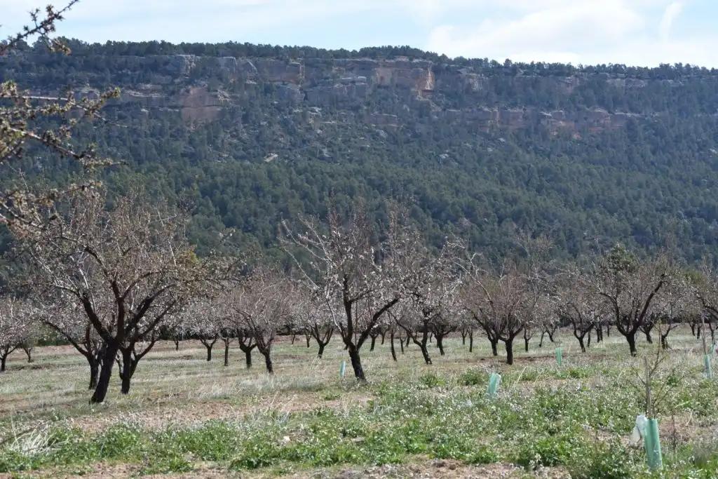 Finca en Venta en Fuentespalda