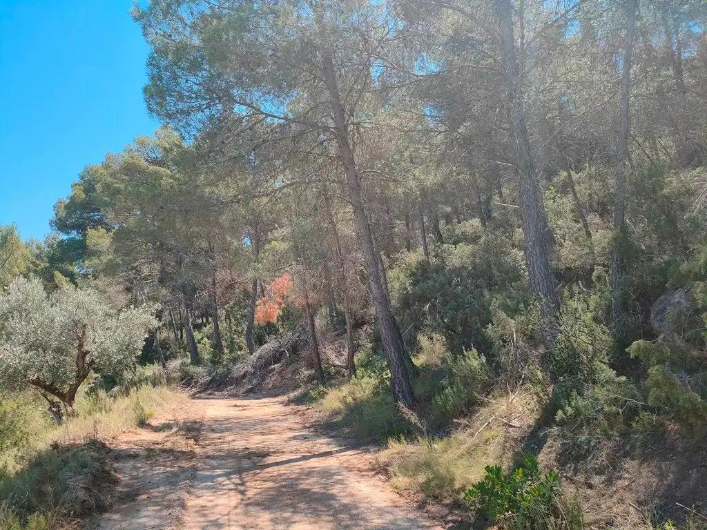Finca en Venta en Calaceite