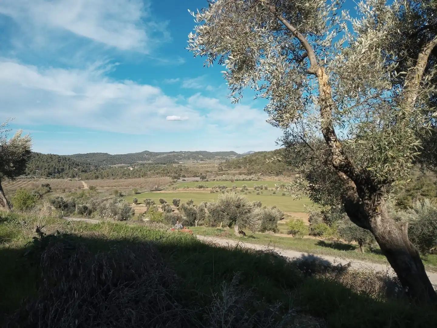 Plot for Sale in Lledó