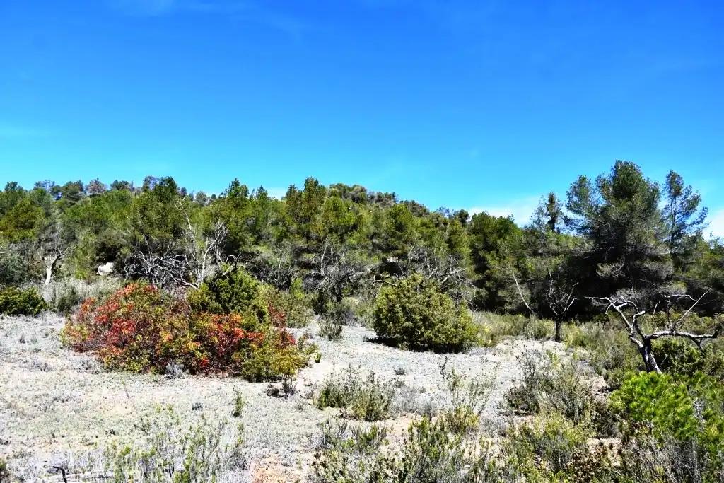 Finca en Venta en Arens de Lledó