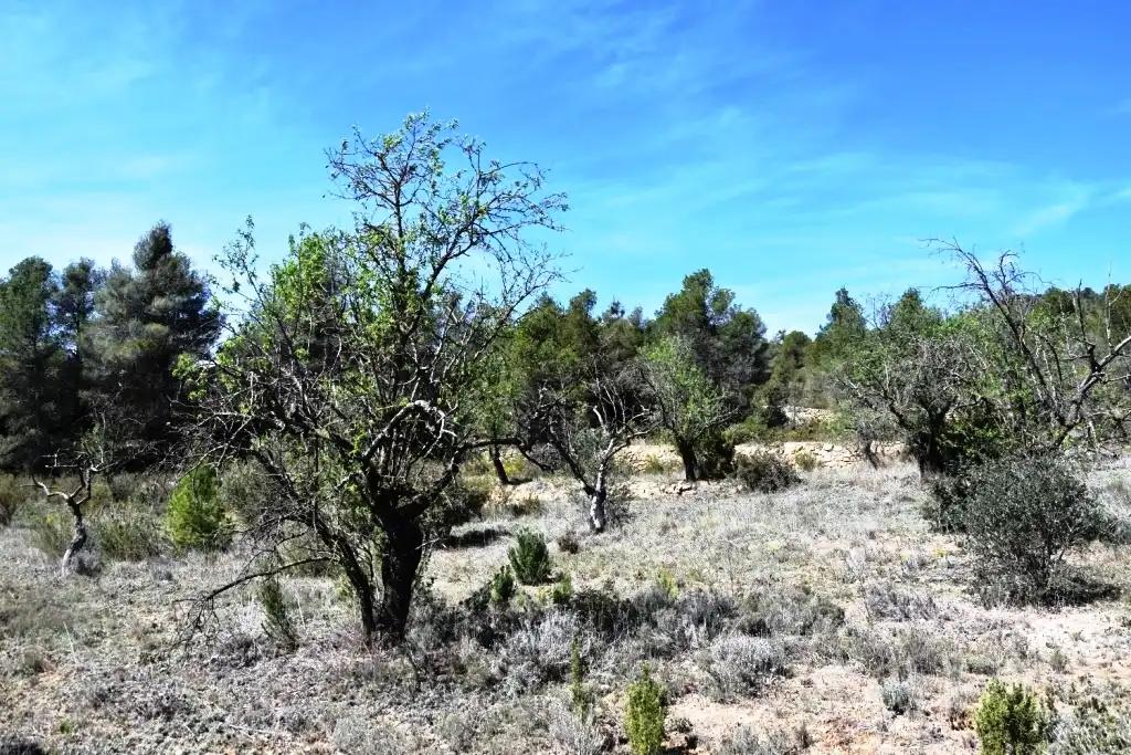 Finca en Venta en Arens de Lledó