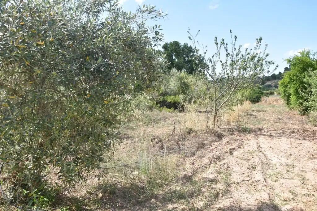 Finca en Venta en Mazaleón
