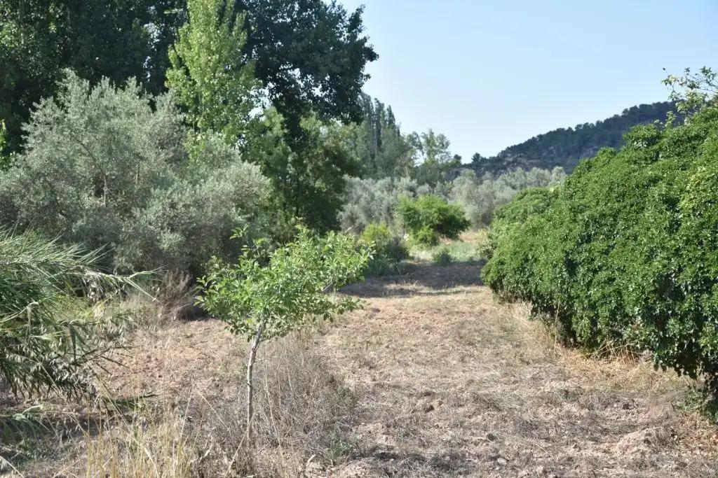 Finca en Venta en Mazaleón