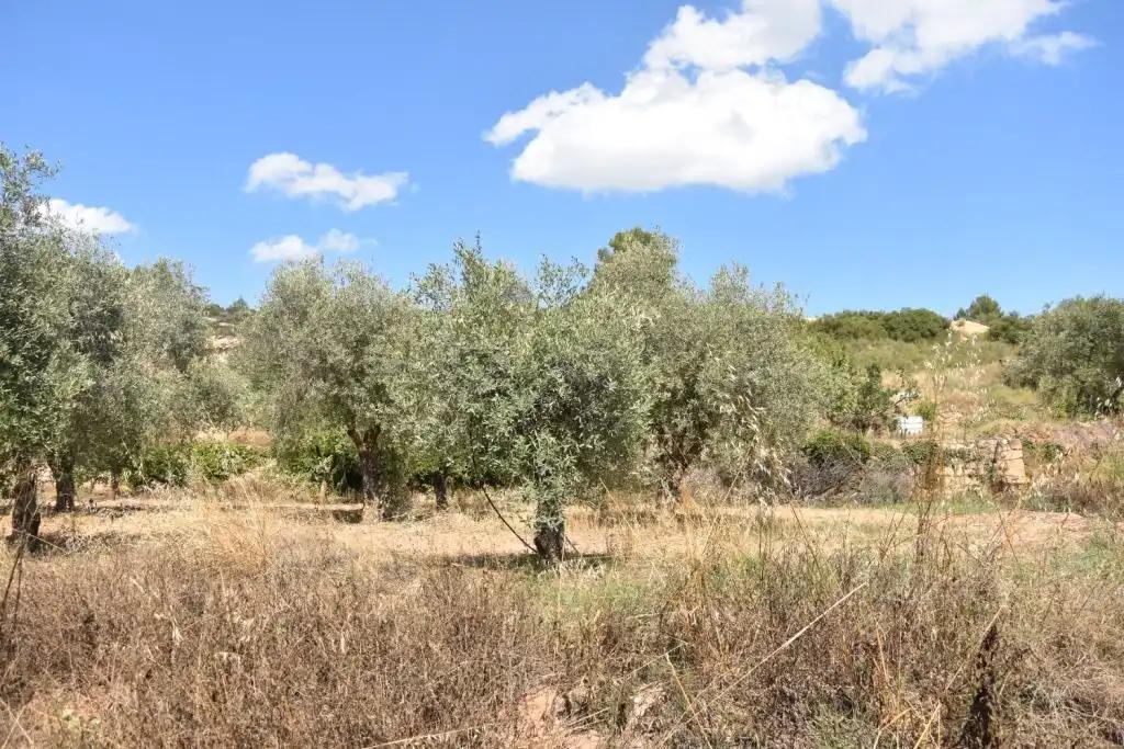 Finca en Venta en Mazaleón
