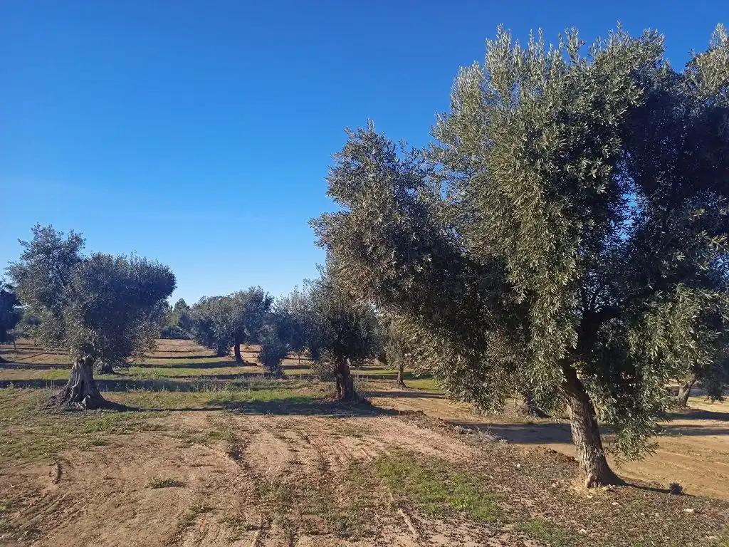 Finca en Venta en Calaceite