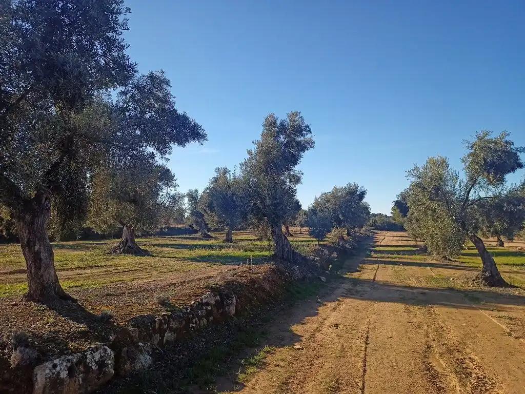 Finca en Venta en Calaceite