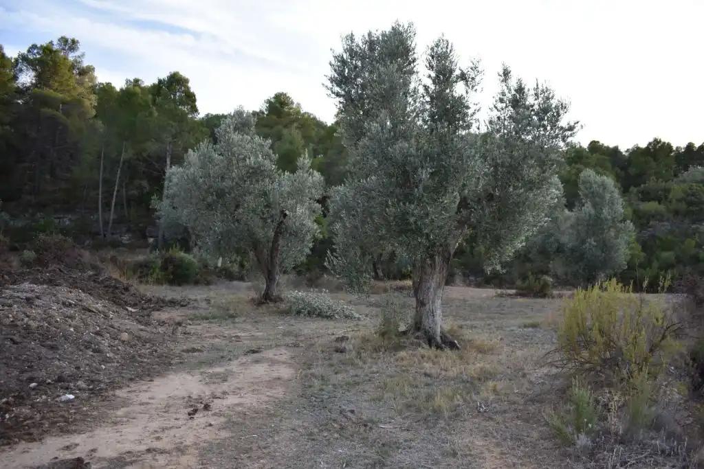 Casa en Venta en Valderrobres