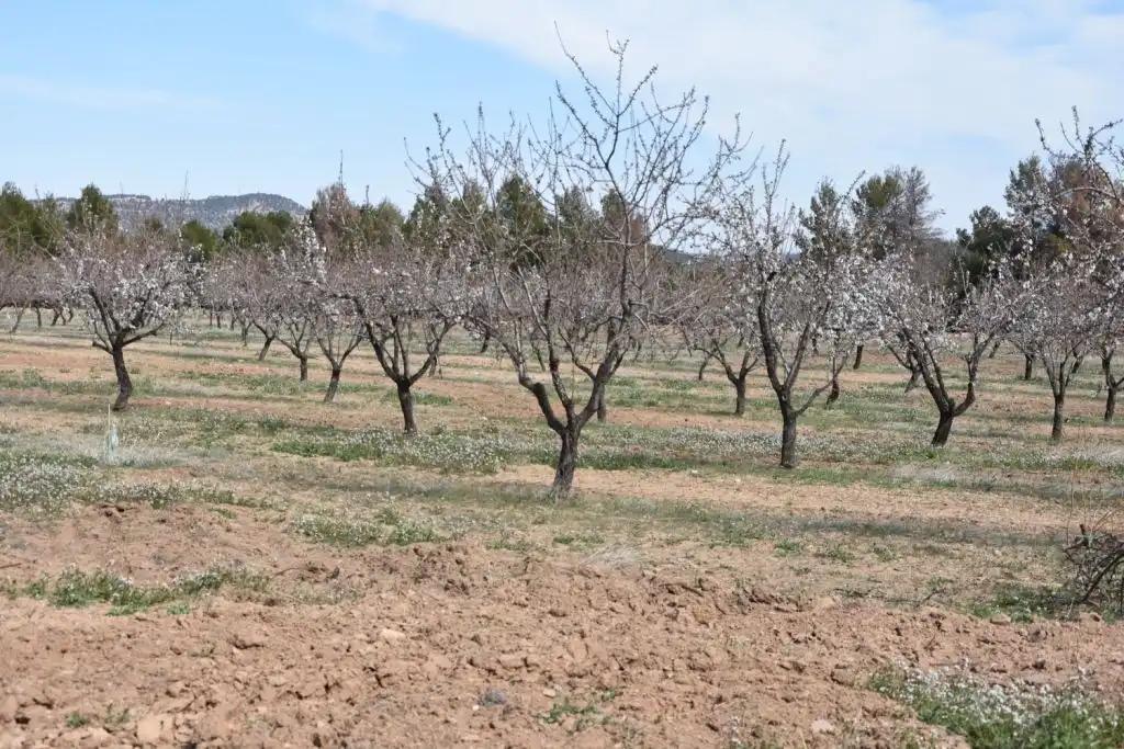 Finca en Venta en Fuentespalda