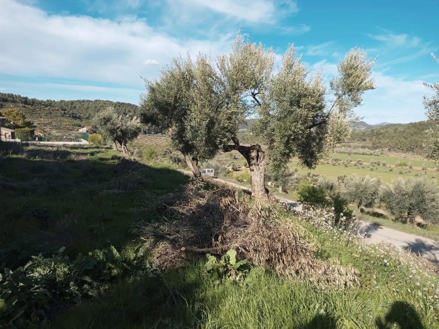 Parcela en Venta en Lledó