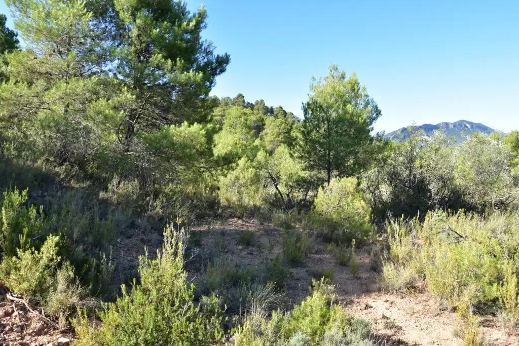 Finca en Venta en Valderrobres