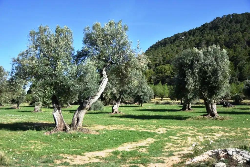 Finca en Venta en Valderrobres