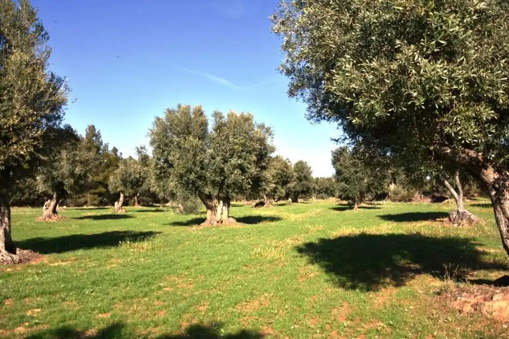 Finca en Venta en Valderrobres