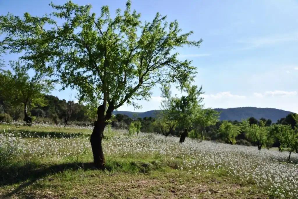 Finca en Venta en Valderrobres