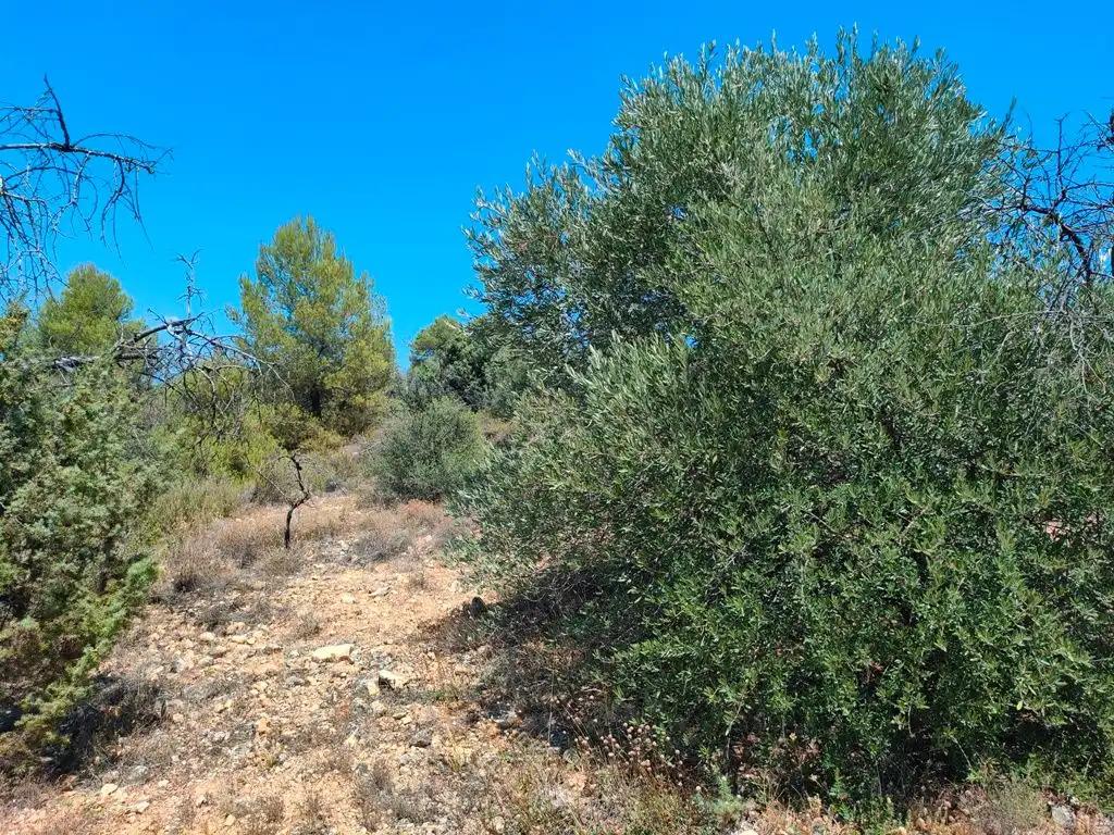 Finca en Venta en Valderrobres