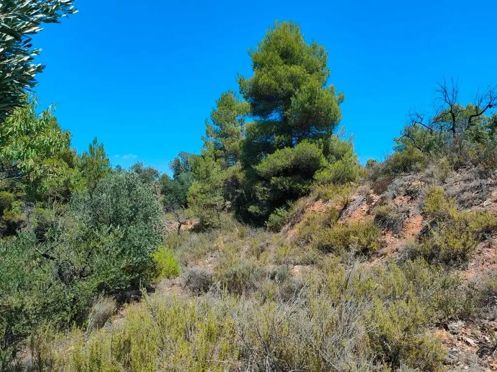 Finca en Venta en Valderrobres